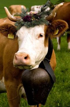 Swiss cowbells: The Melodic Chimes of Swiss Cows - Swiss Observer