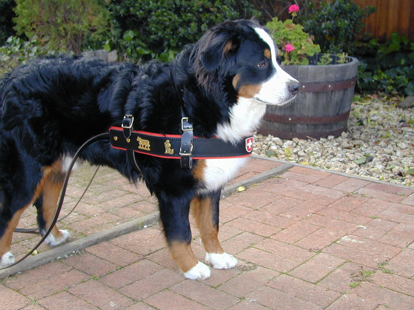 mountain dog harness