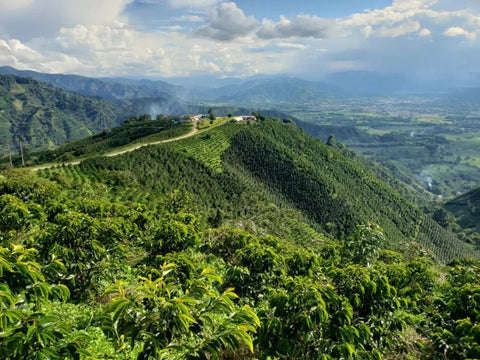 Colombian Coffee Farm