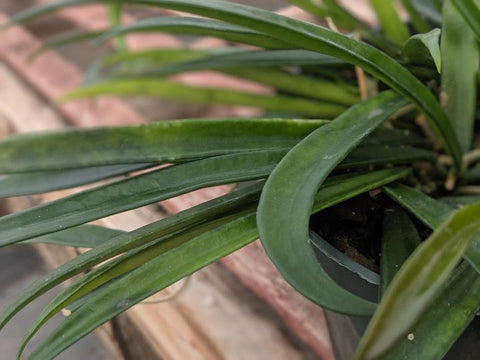 Hoya Longifolia - Shepherdii leaf style