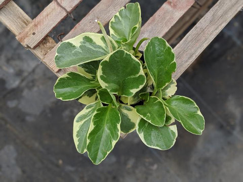 Buy Variegated peperomia obtusifolia online and ship across Canada