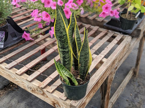 Order mother-in-law tongue sansevieria online and ship across Canada