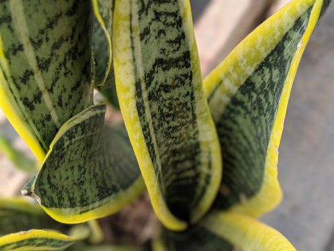 Buy mother in law tongue sansevieria online and ship indoor plants