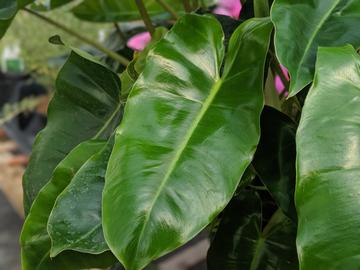 Burle Marx Philodendron Leaf