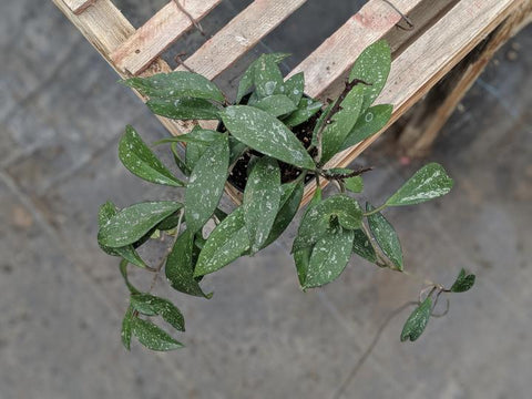 Pink silver Pubicalyx plant