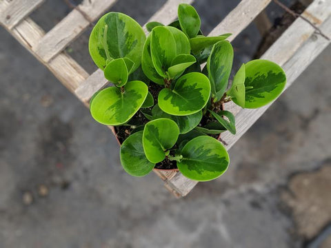 Buy Variegated peperomia green edge obtusifolia online in Canada