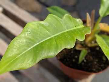 Tiger Tooth Philodendron Leaf