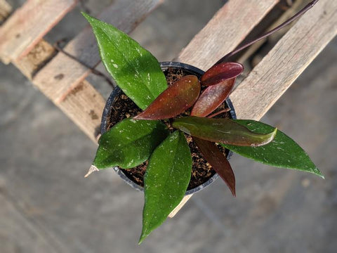 buy Hoya Pubicalyx plant in canada online safe