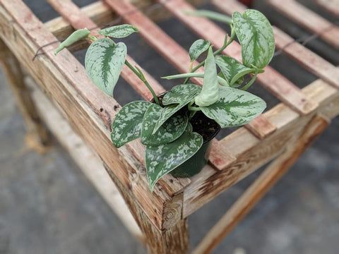 Buy Silver pothos online