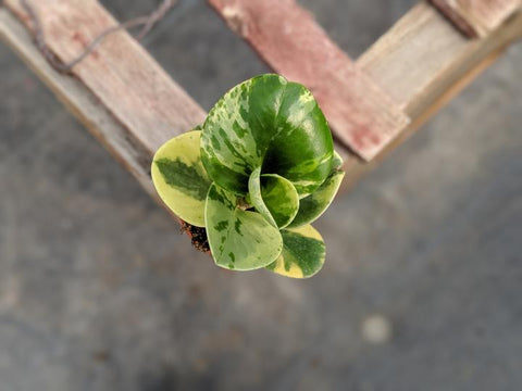 shop marbled peperomia online in Alberta, ship across Canada