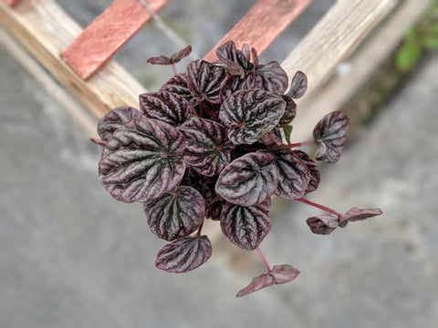Buy Peperomia Red ripple online in Canada