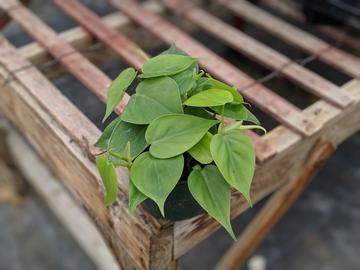 Heart Leafed Philodendron interior plant