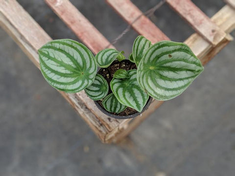 Shop rare watermelon Peperomia online and ship across Canada