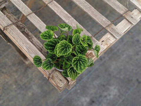 Buy Peperomia Green ripple online in Canada