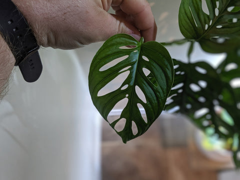 Swiss cheese vine leaf, monstera adansonii