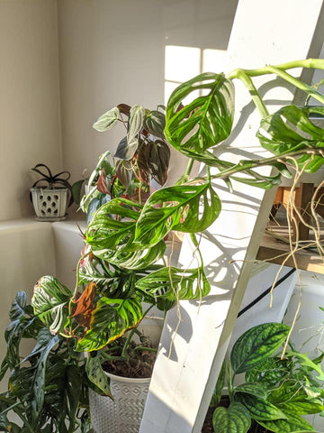 swiss cheese vine growing on an Aframe shelf