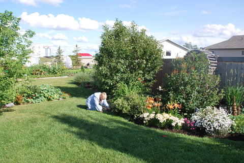 Weeding in gardens beds in Grande Prairie alberta