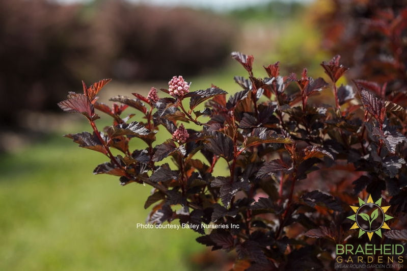 Image of Fireside ninebark shrub in a prairie garden