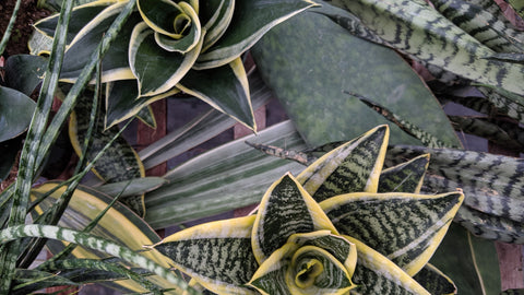 Order Snake plant houseplant online | Shop indoor plants