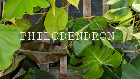 Shop Philodendrons online in Canada