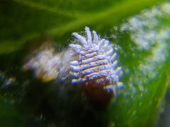 female Mealybug on a houseplant