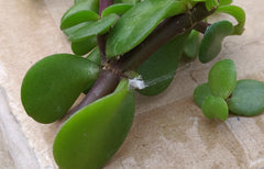 Mealy nest in the nook of a plant