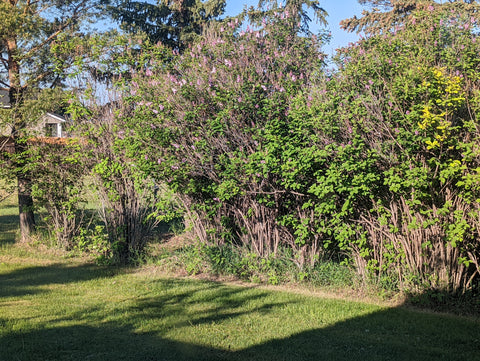 rejuvenation pruning an old lilac hedge