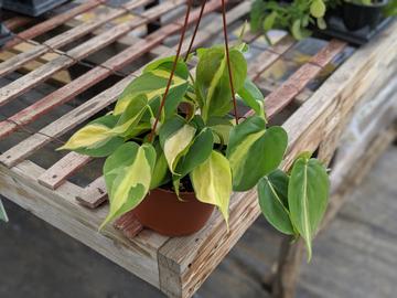 Brazil Philodendron Plant
