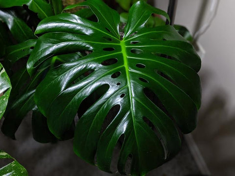 Mature Split Leaf Philodendron leaf