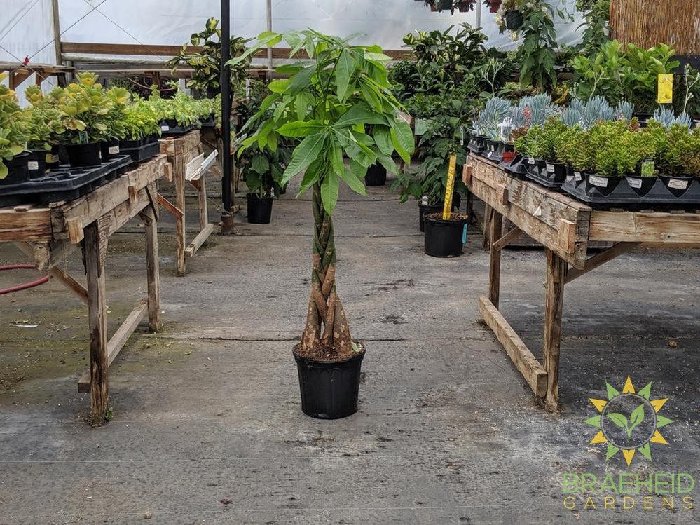 large money tree plant