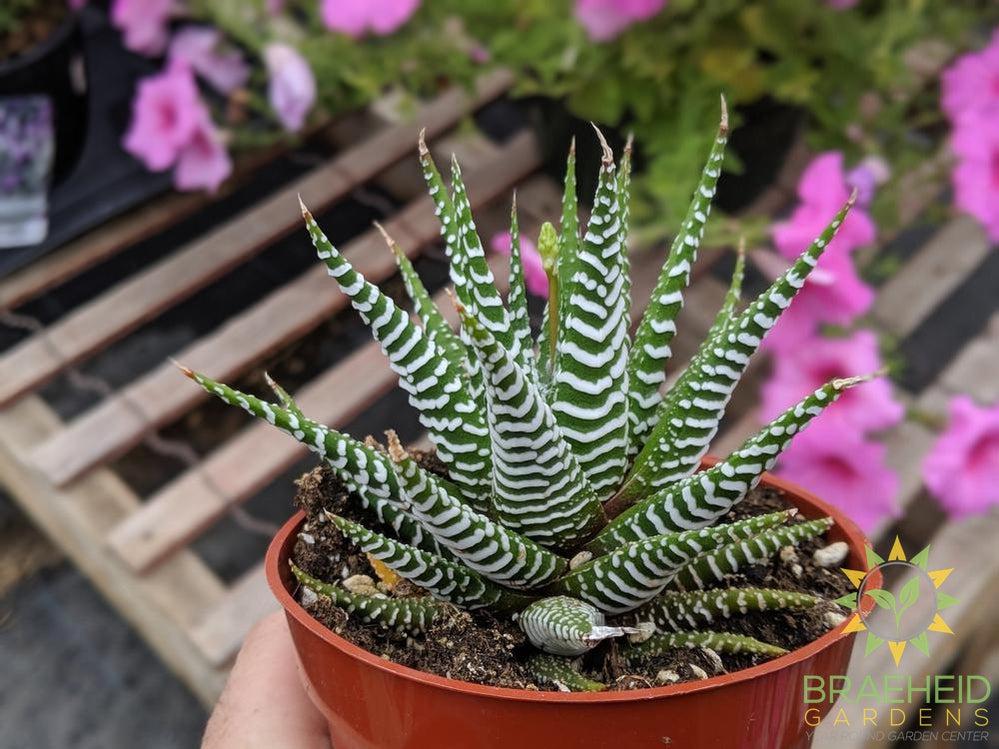 zebra plant flower