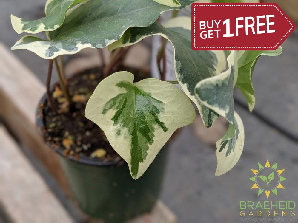 Variegated Algerian Ivy – Braeheid Gardens Ltd.