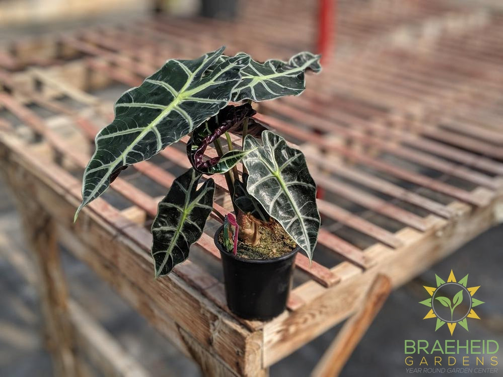 African Mask Plant – Braeheid Gardens Ltd.