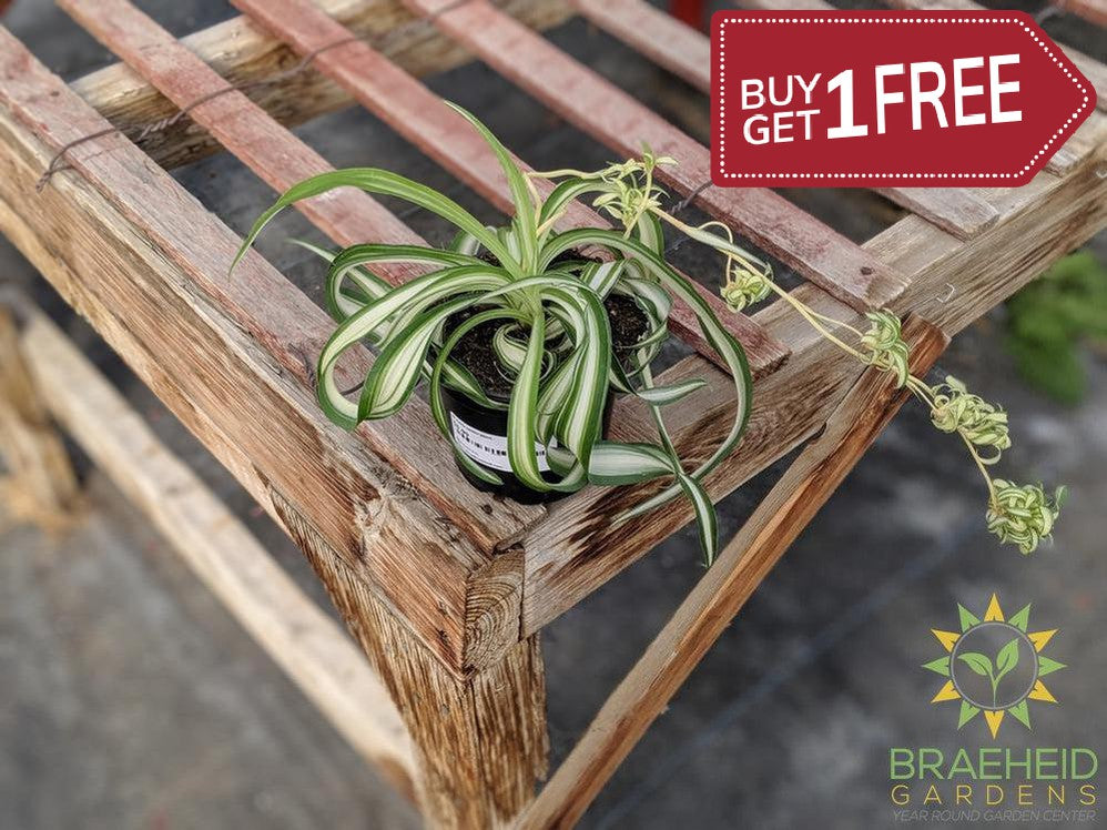 Spider Plant, Hahira Nursery