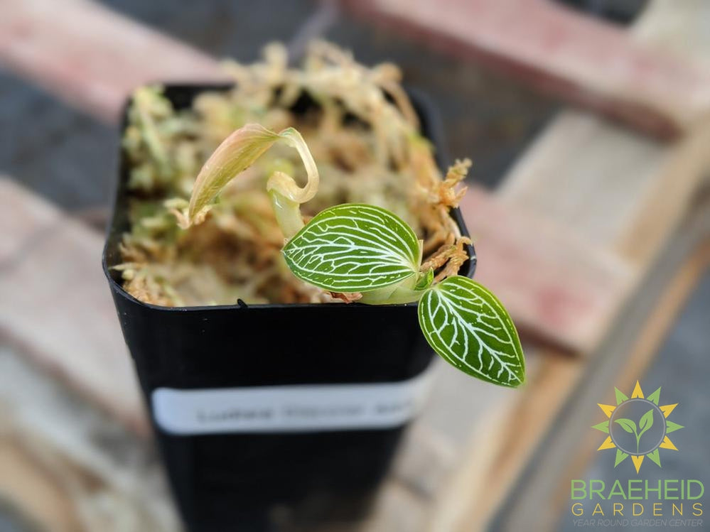 Ludisia Discolor Alba Jewel Orchid - Braeheid Gardens Ltd.