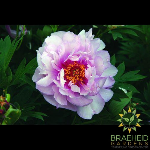First Arrival Itoh Peony - NO SHIP -