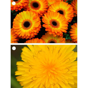 2 Beautiful Flowers - Gerbera & Hawkweed - 3D Lenticular Gift Tags Cards - NEW - 3Dstereo.com