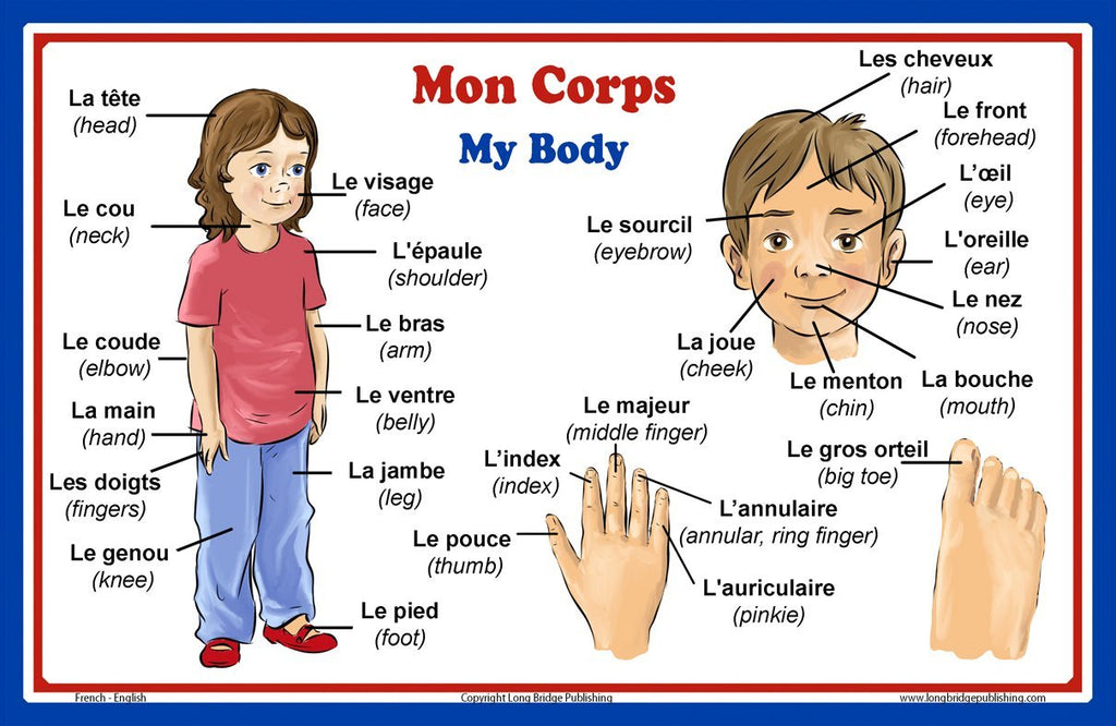 NEW! French Language School Poster - Words about Parts of the Body- Wa –  Long Bridge Publishing