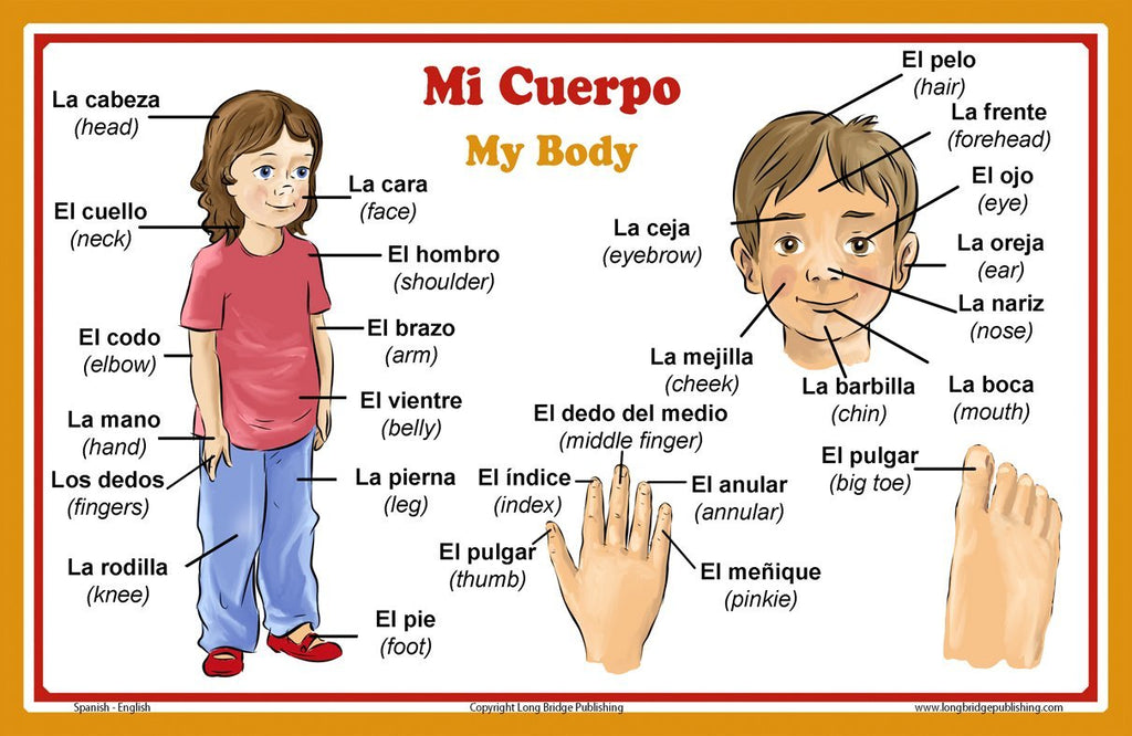 Spanish To English Body Parts Worksheets For Beginners