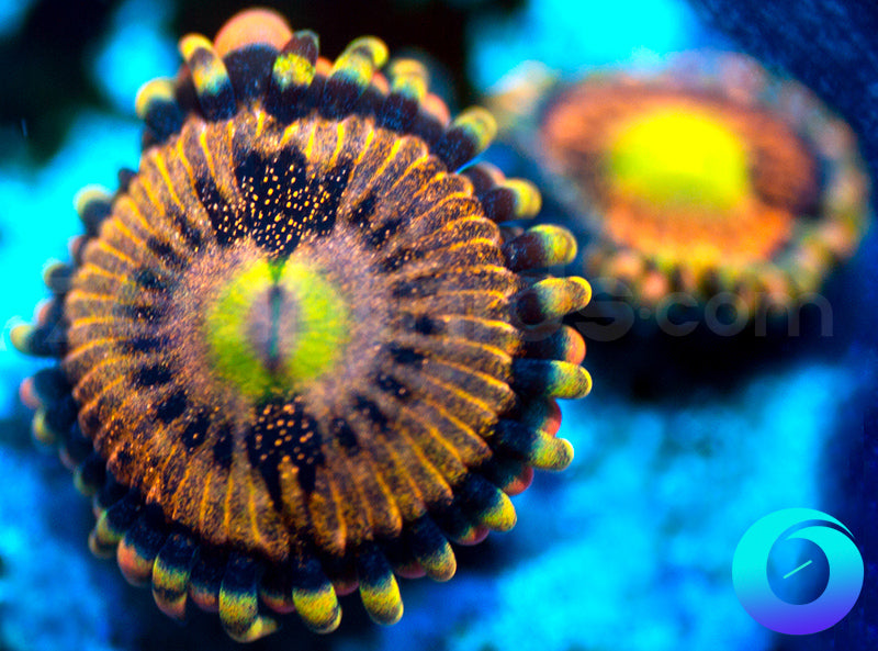 Fun Dip s – Zoanthids.com