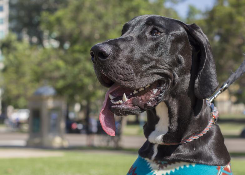 Mr. Chompers’ Story - Great Dane