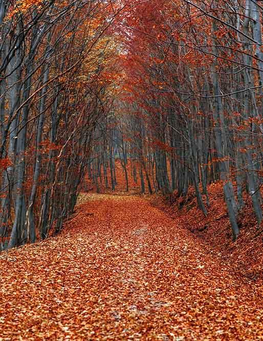 Autumn Forest Road With Fallen Leaves Photography Backdrop N 0091 Shopbackdrop