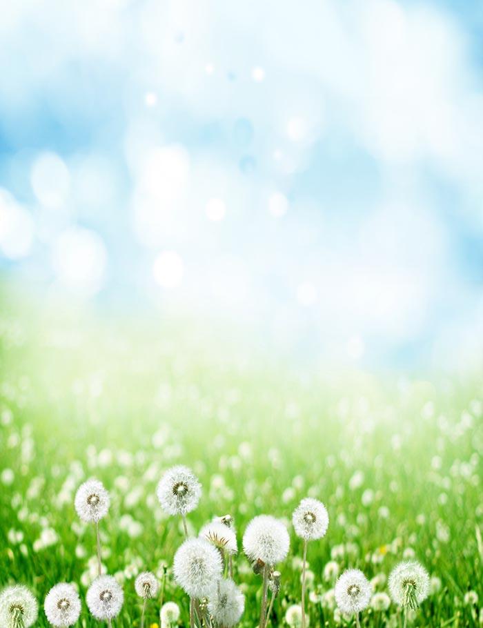 Dandelion With Bokeh Sky For Spring Photography Backdrop  J-0158
