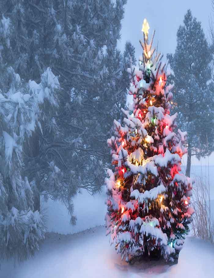 Outdoor Snow Covered Christmas Tree Glows Brightly Photo Backdrop ...