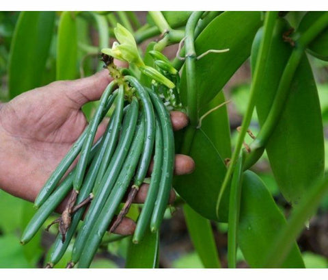 The Vanilla Orchid Madagascar Vanilla Beans Buy Vanilla