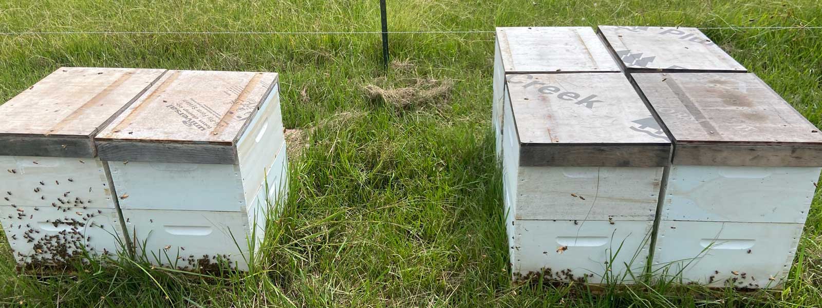 Ag Exemptions on Texas Property with Honeybees