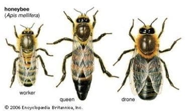 Three different types of bee in a colony.