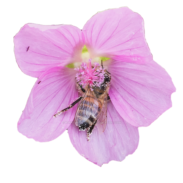 Lovely - *Honey Bee Beautiful* - Powder blush Let it Bee - 03