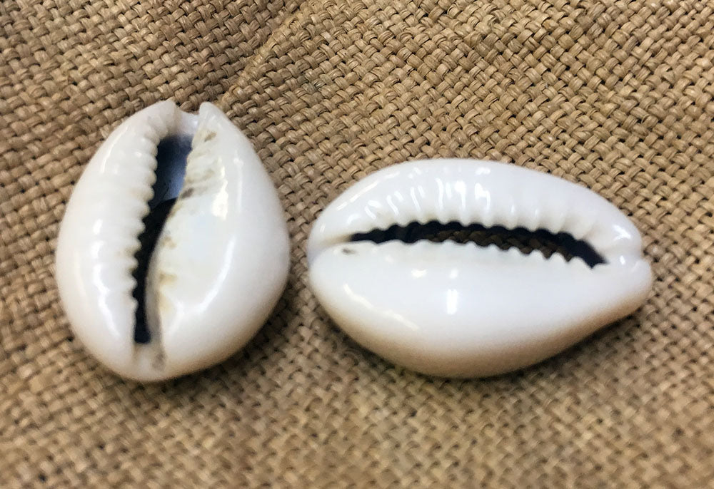 MISC1001 Cowry Shells Detail 1200x1200 ?v=1518751928