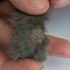 Cat paw with ringworm